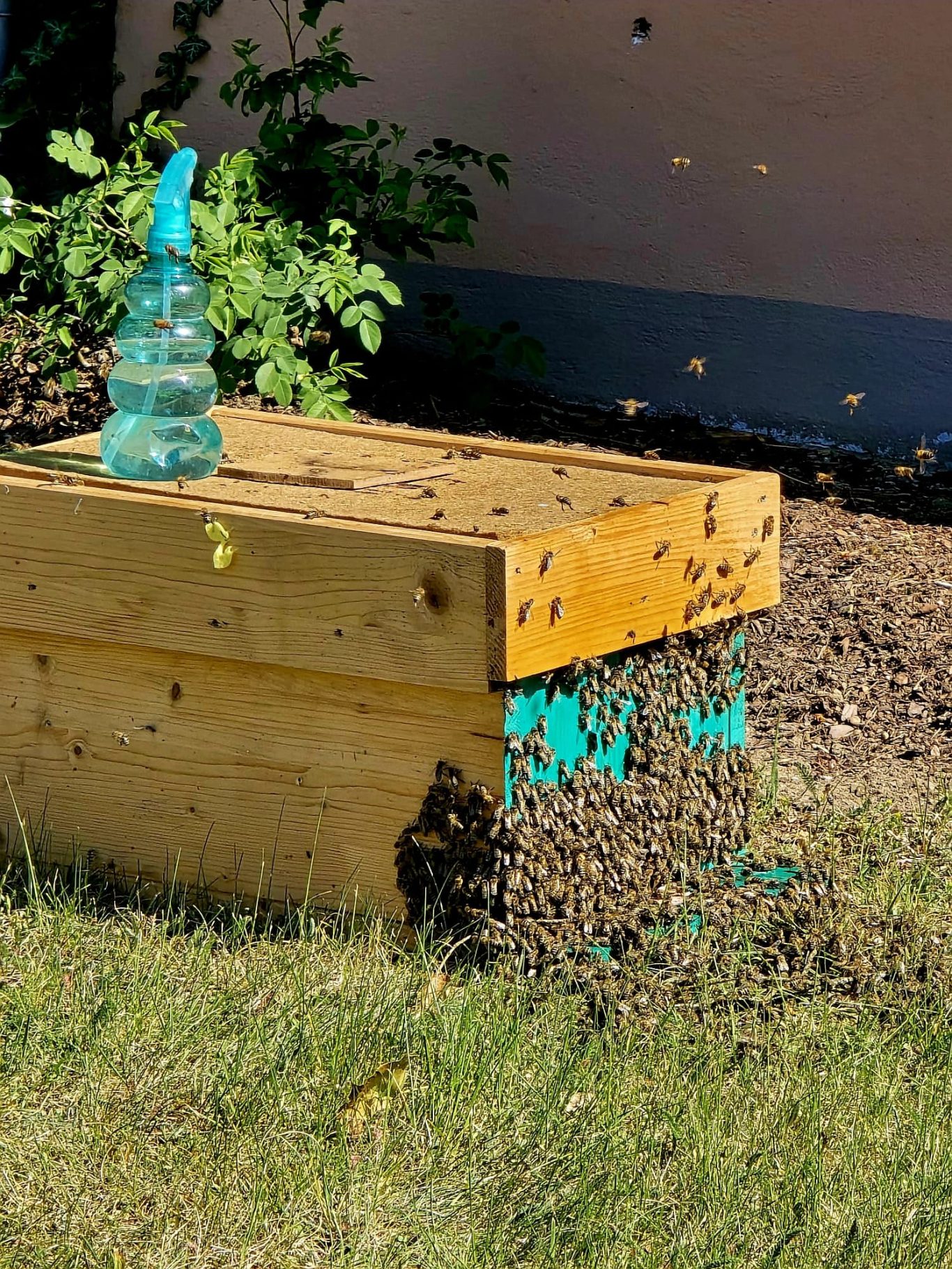 Schwarm zieht ein in Mitterdorf