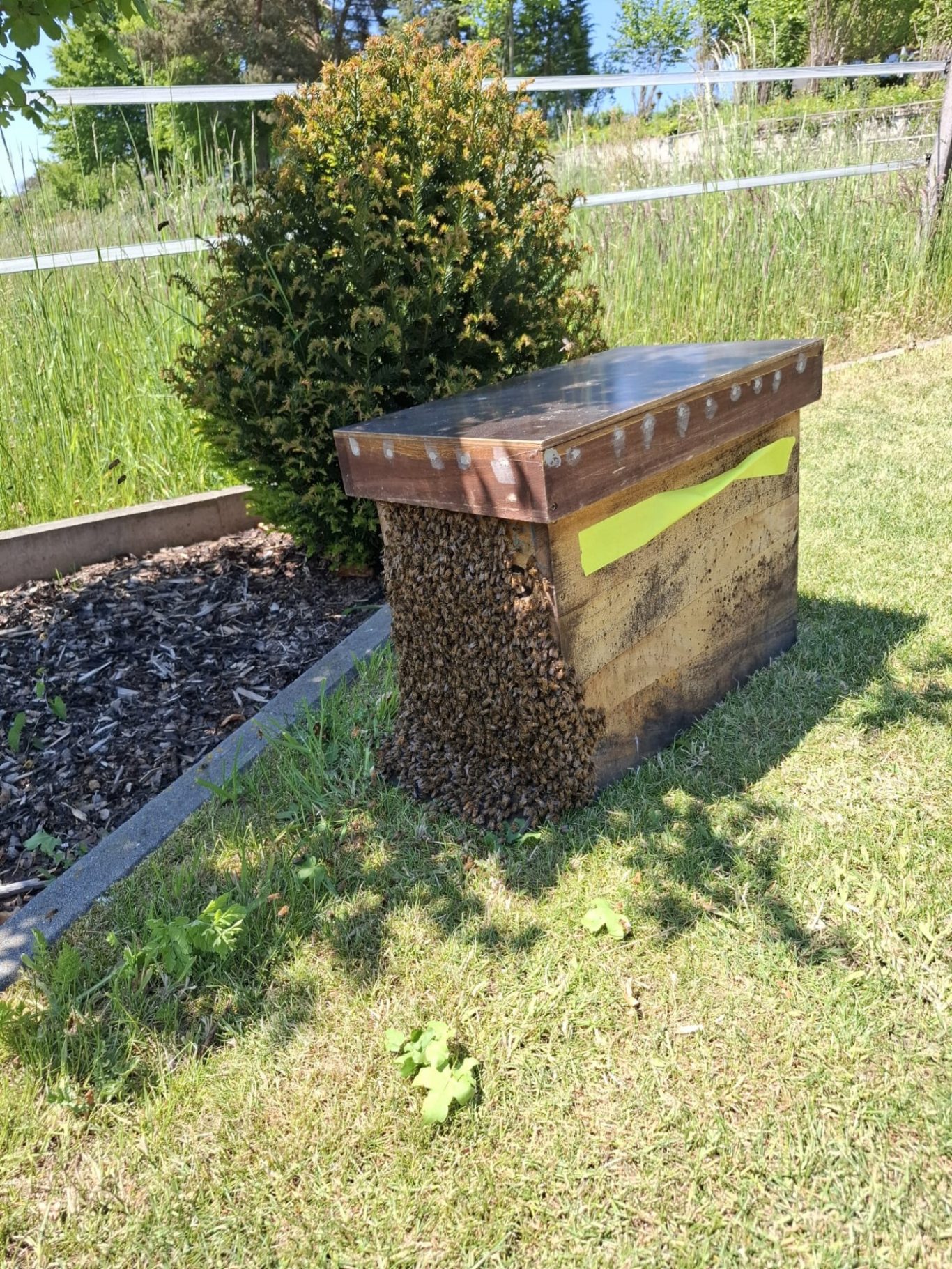 Schwarm zieht ein in Roding