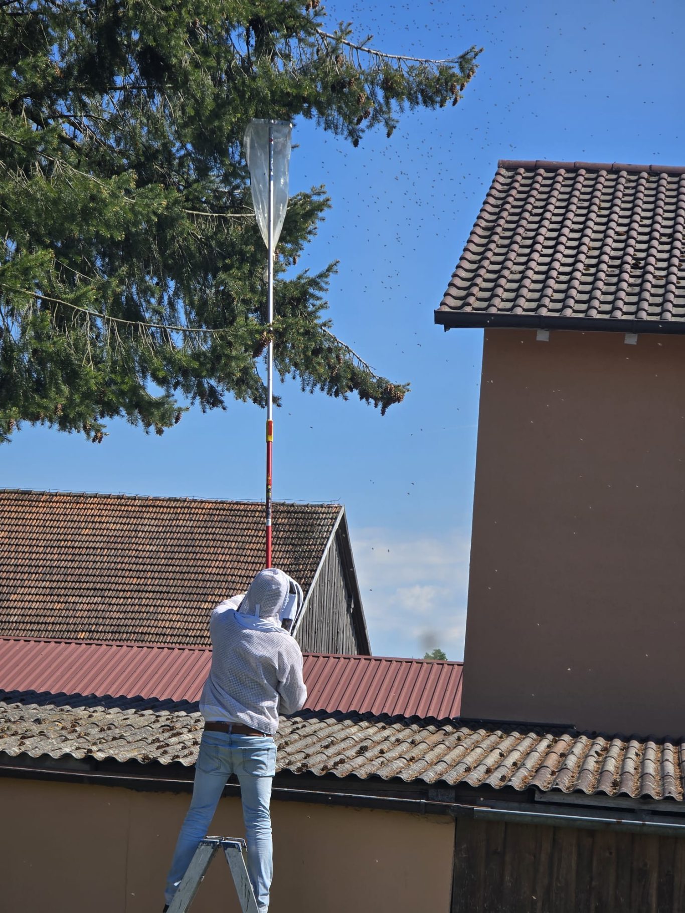 Schwarmfang in Mitterdorf