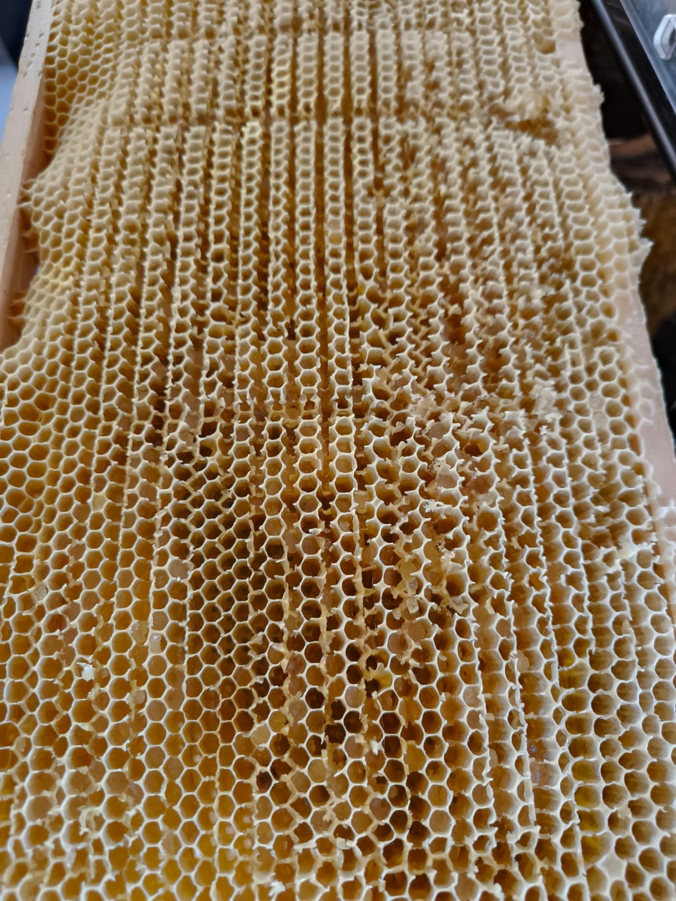 Wabe mit Melezitosehonig nach dem schleudern