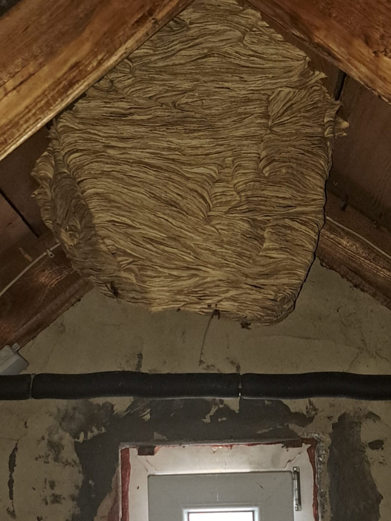 Hornissennest - es stinkt noch bevor man es sieht!