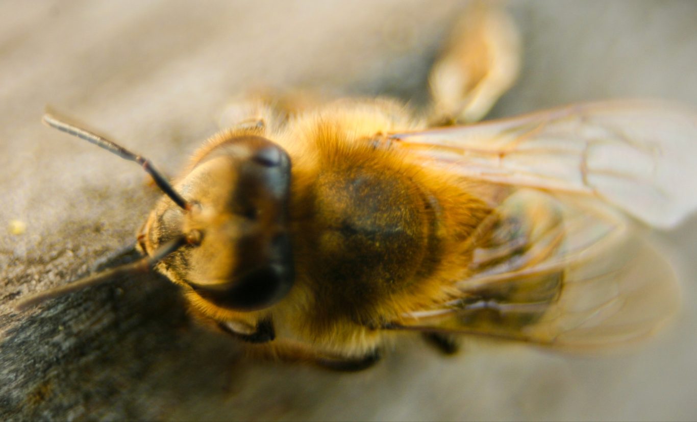 Schau mir in die Augen...
