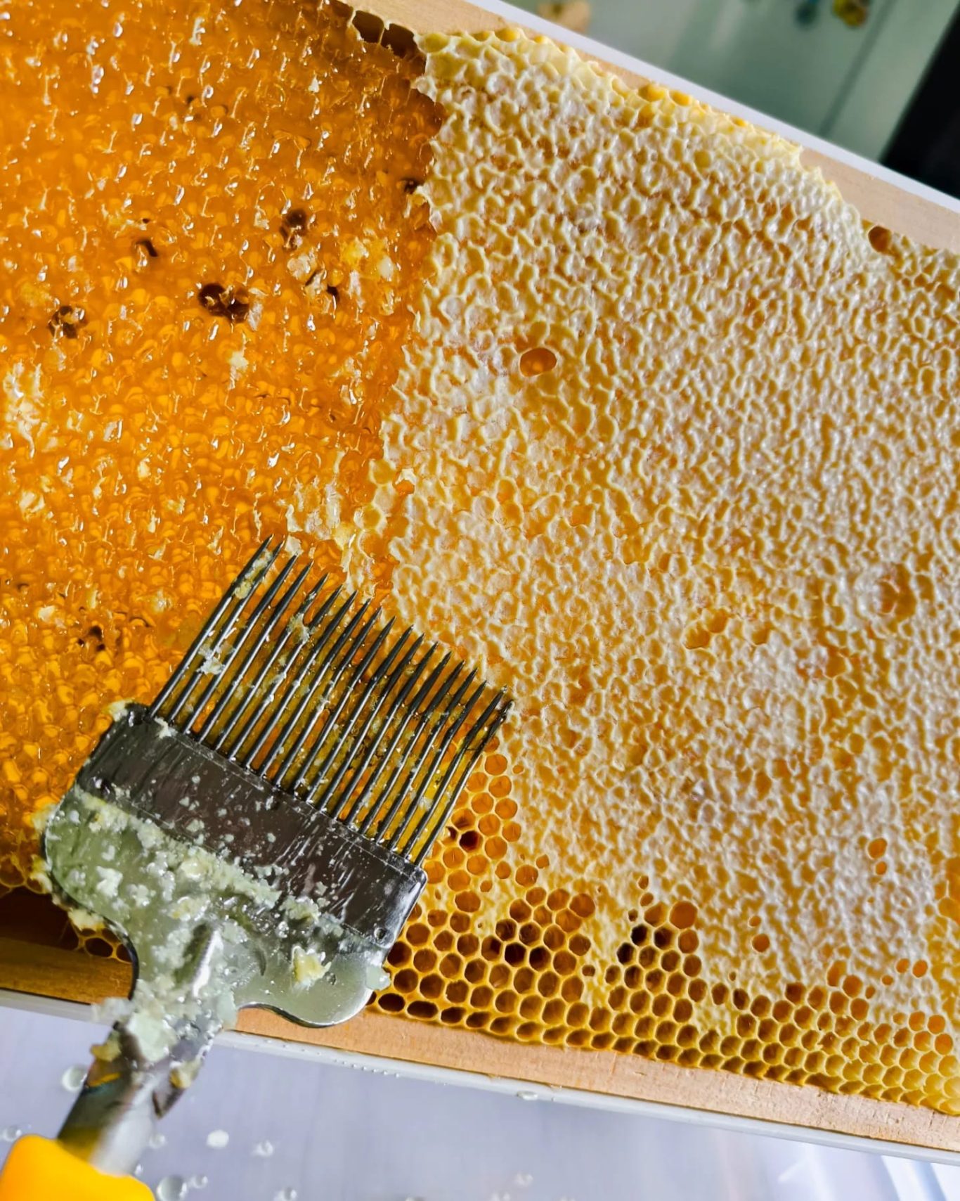 Honigwaben werden entdeckelt, also vom sehr wertvollen Deckelwachs befreit