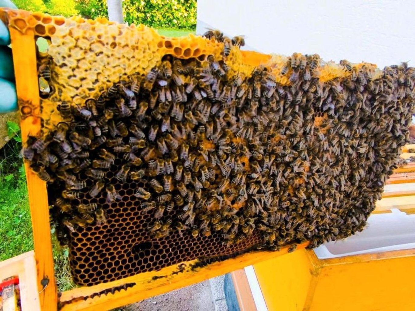 Brutwabe eines Ablegers von 2024