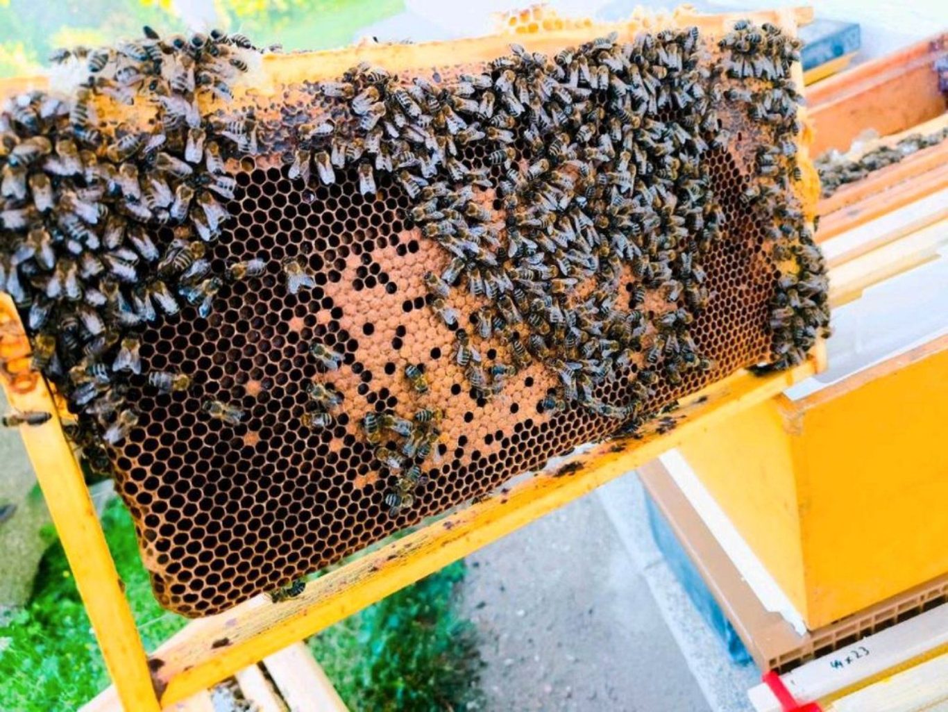 Brutwabe eines Ablegers von 2024