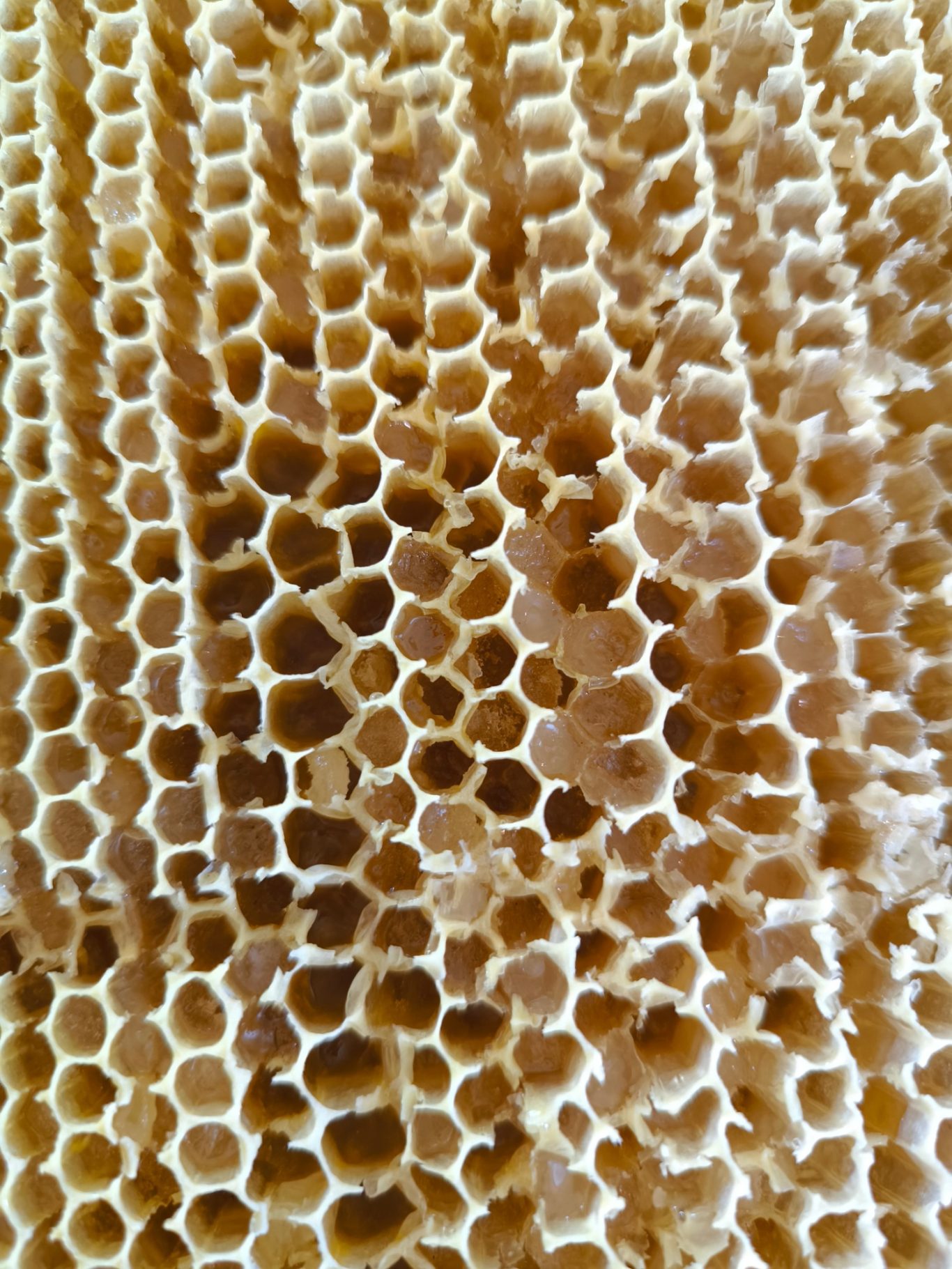 Melizitose Nahaufnahme nach dem schleudern