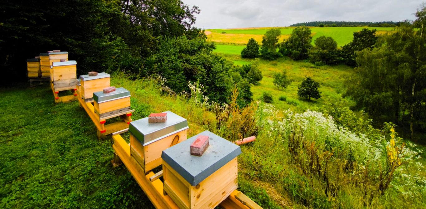 Jungimkerecke Altenthann