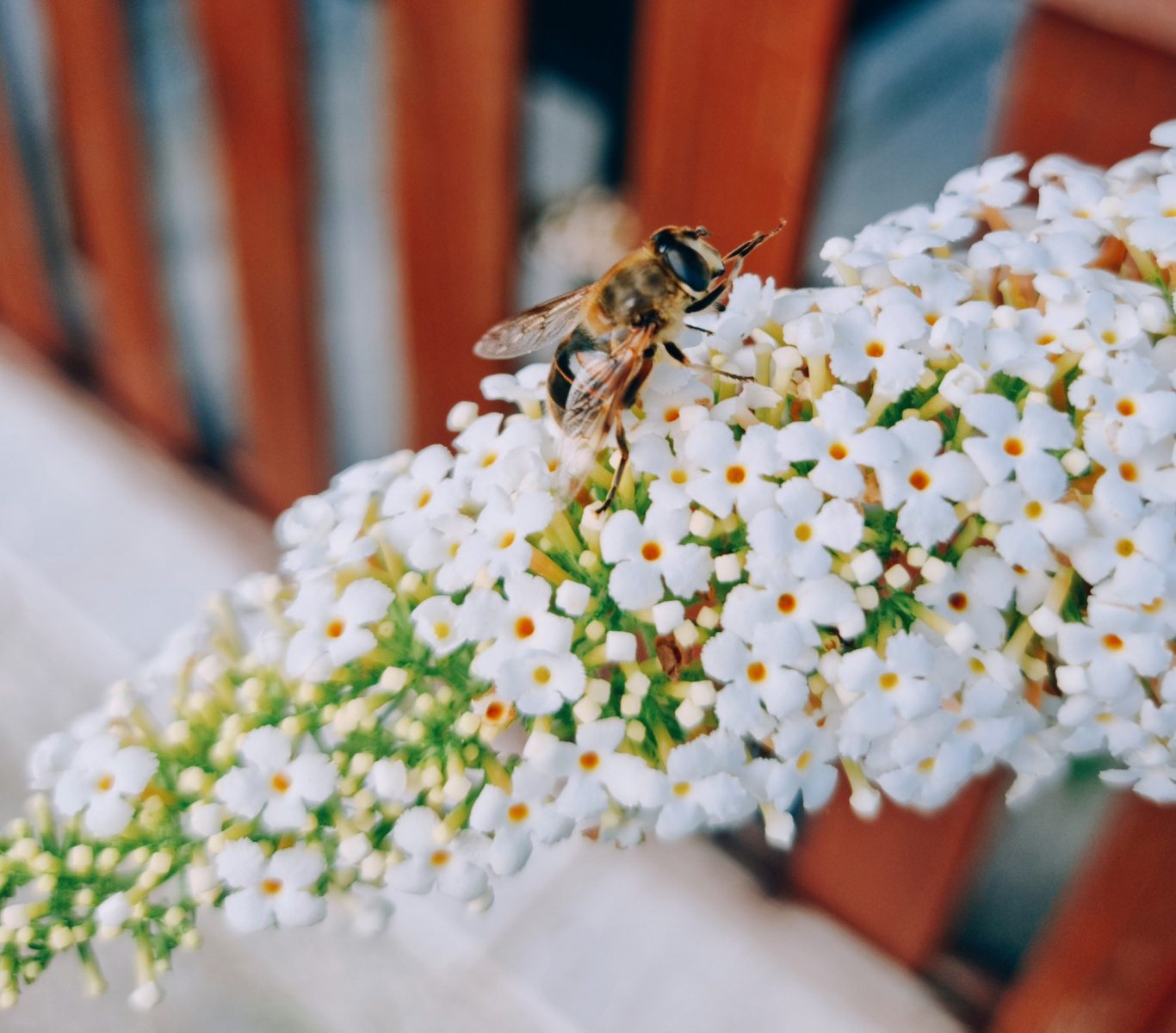 Nektar sammeln am Flieder