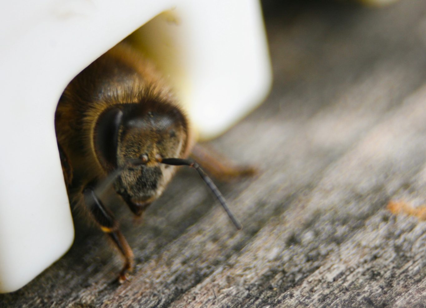 Vorsicht, Wächterbiene!