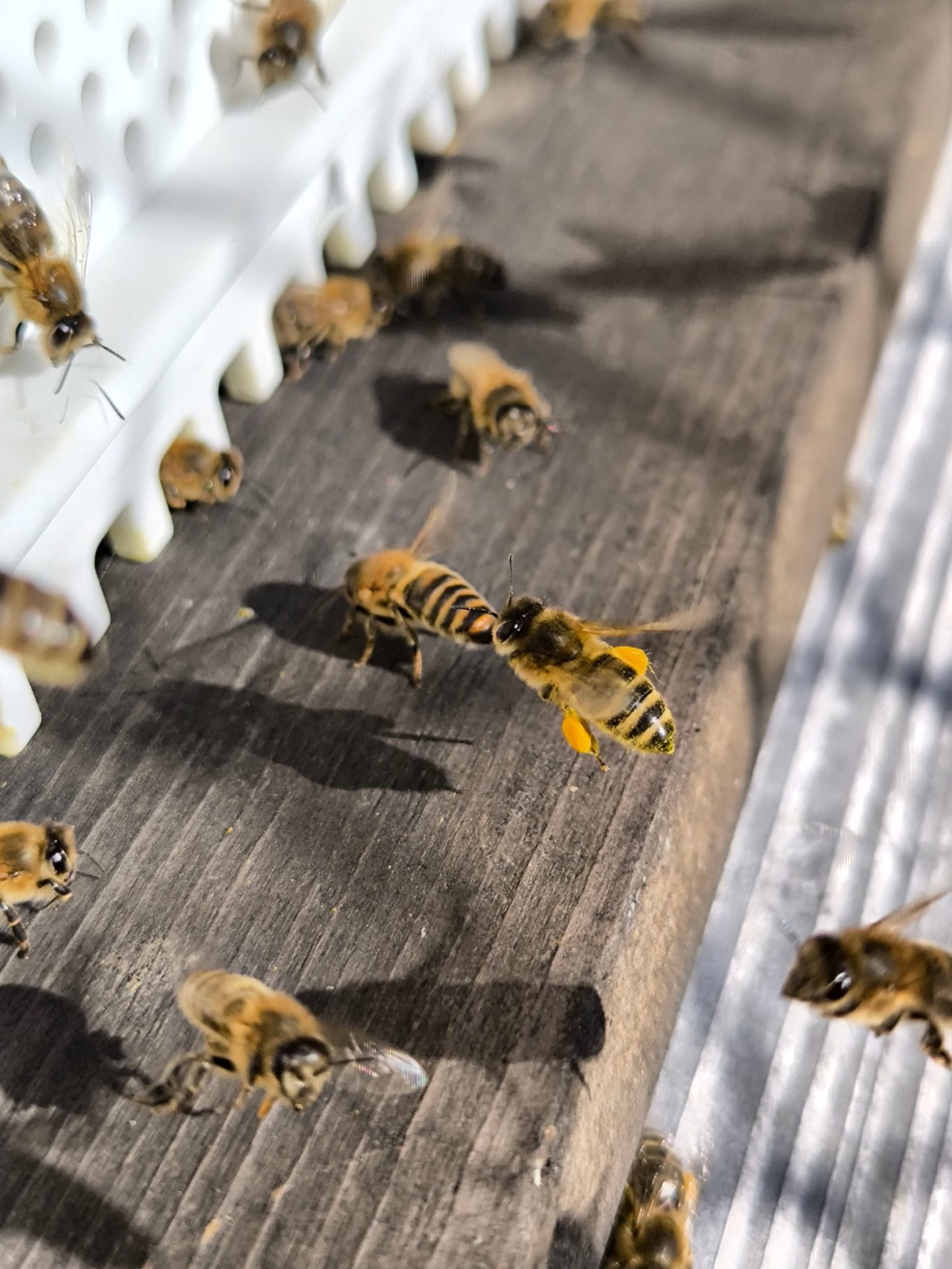 Fast Frühling, Pollen holen für die Brut