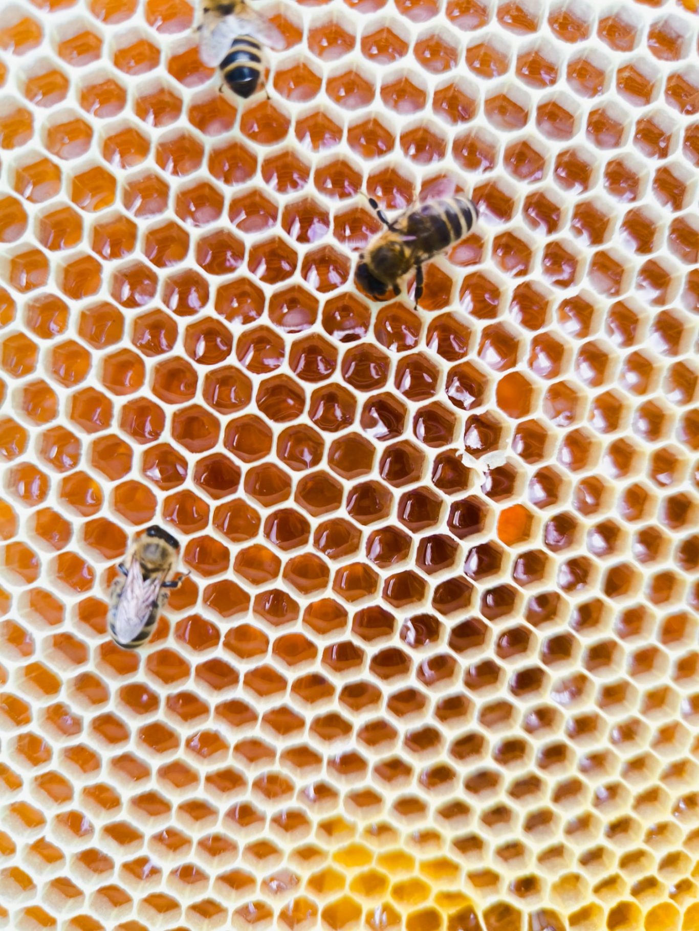 Honigwabe mit beginnender Melezitose