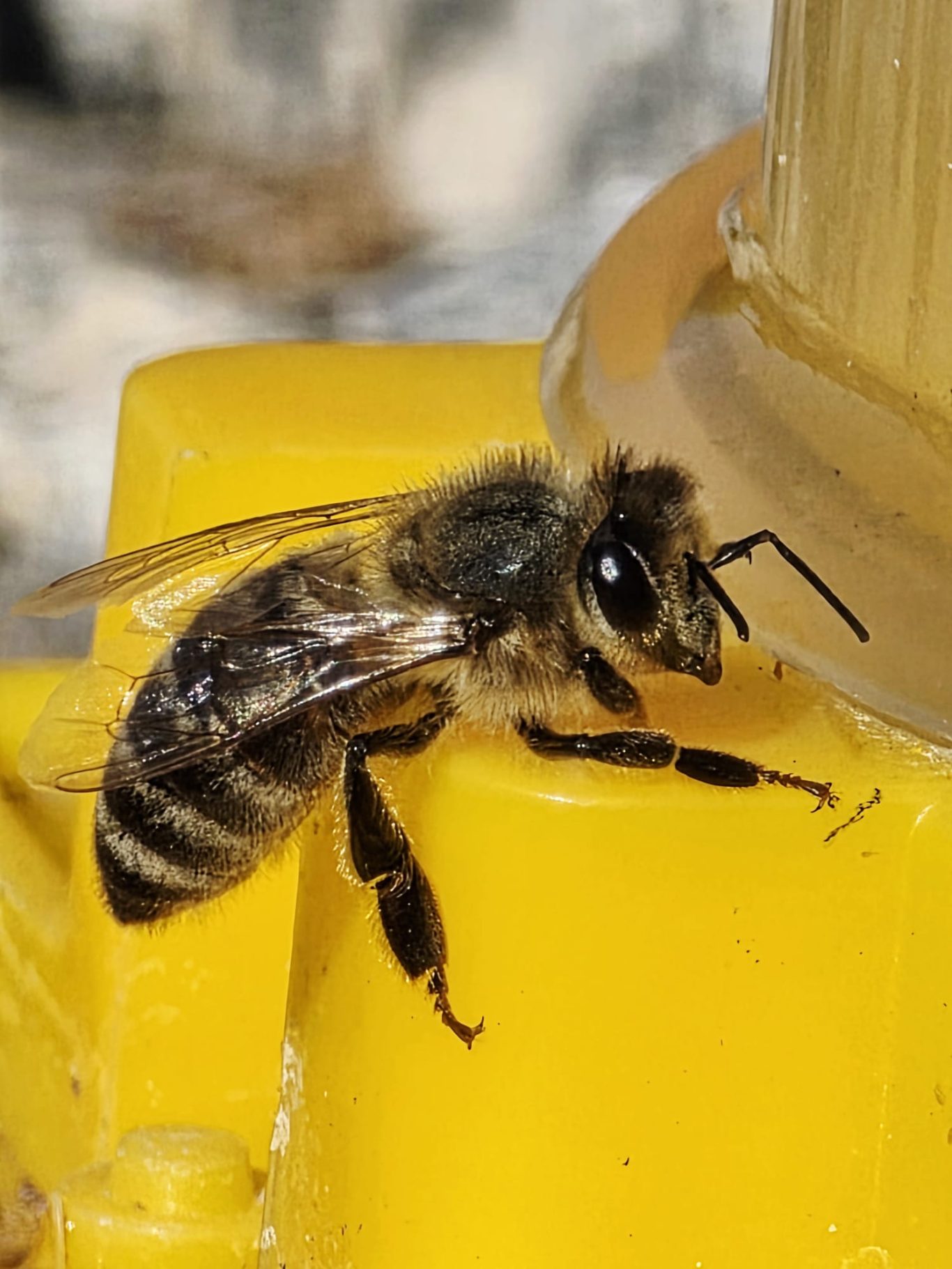 Wasserstellen sind wichtig