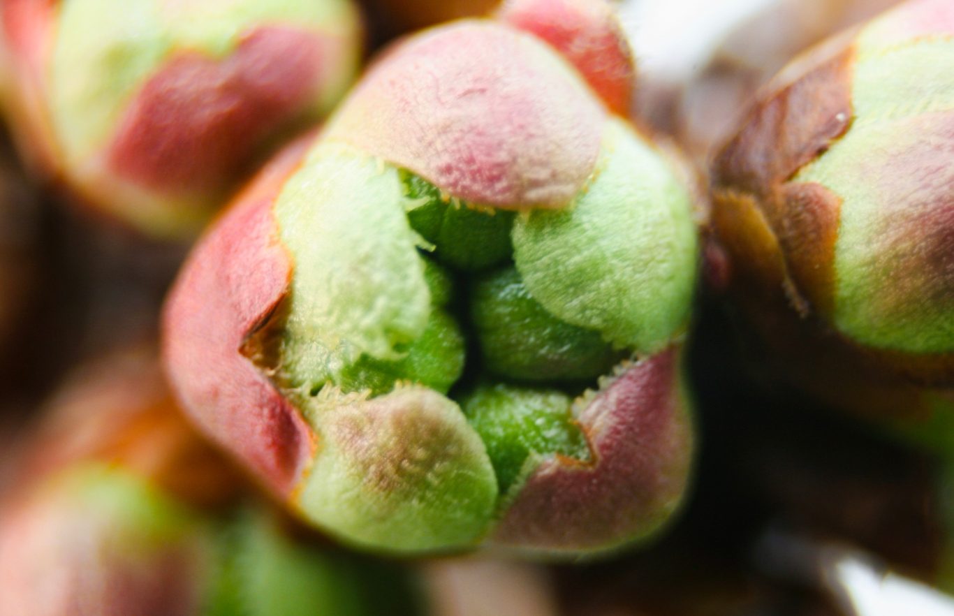 Kirschblüte Ende März 23, bald offen