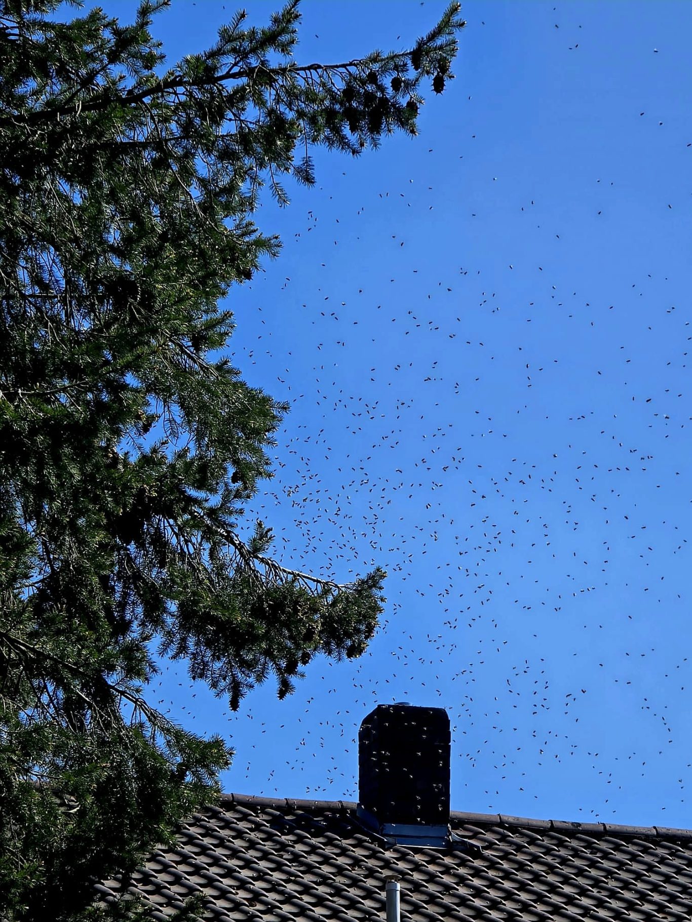 Ein Schwarm auf dem Weg