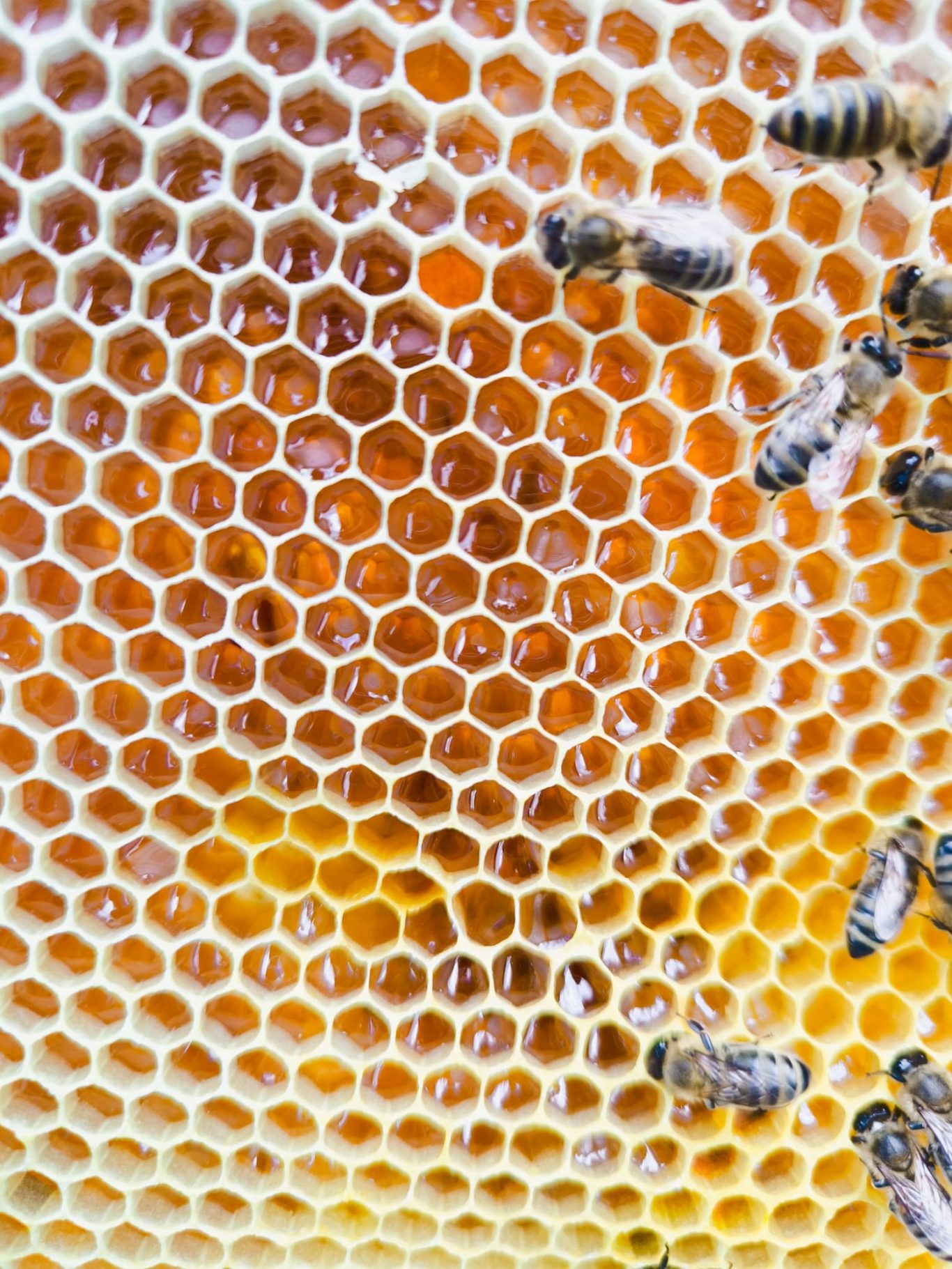 Honigwabe mit beginnender Melezitose